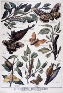 Schädliche Insekten: Raupen, Schmetterlinge und Motten, 1897 von Fortuné Méaulle