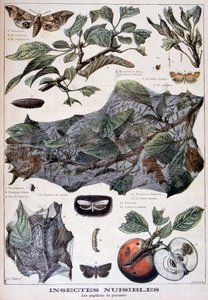 Schädliche Insekten: Motten, die Apfelbäume schädigen, 1897 von Fortuné Méaulle