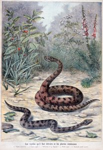 Schlangen und giftige Pflanzen, 1897 von Fortuné Méaulle