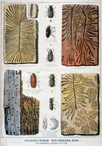 Xylophage Insekten, die Wälder zerstören, 1897