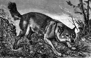 Wütender Wolf, Zähne fletschend - Stich von Meaulle in 