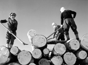 Holzfäller bei der Arbeit