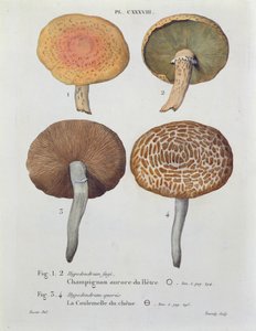 Hypodendrums fagi und queris, Tafel 138 aus 