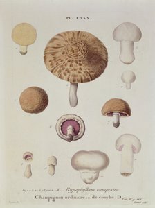 Hypophyllum campestre oder der Feldpilz, Tafel 130 aus 