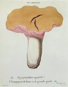 Hyprophyllum aquifolii, Tafel 38 aus 