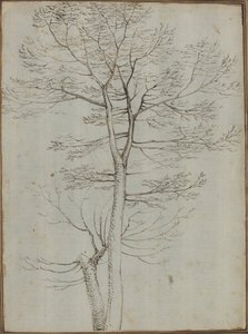 Kahler Baum [verso]