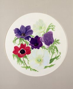 Anemonen von Frances Buckland