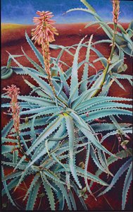 Aloe von Frances Ferdinands