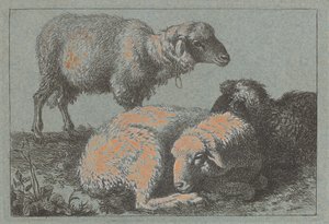 Zwei liegende Schafe und ein stehendes Schaf