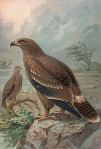Gravur - Adler von Nepal - Weibchen - Aquila nipalensis