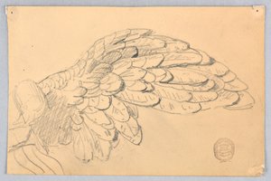 Studie eines Flügels
