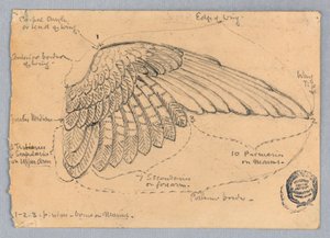 Studie eines Flügels