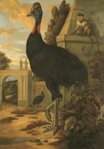 Ein Kasuar