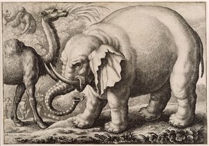 Ein Elefant und ein Kamel, graviert von Wenceslaus Hollar (1607-77) 1663