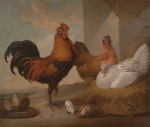Haushahn, Hennen und Küken