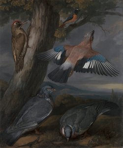 Eichelhäher, Grünspecht, Tauben und Rotschwanz von Francis Barlow