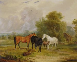 Weidende Pferde: Stuten und Fohlen auf einer Wiese