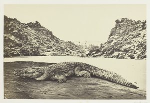 Krokodil auf einer Sandbank von Francis Frith