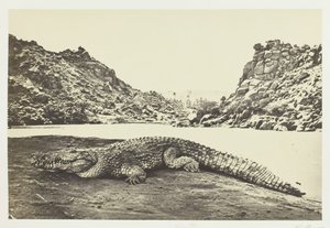 Krokodil auf einer Sandbank, 1857 von Francis Frith