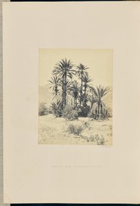 Gruppe von Palmen im Wadee Feyran von Francis Frith