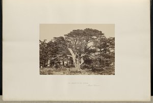 Der größte der Zedern, Berg Libanon von Francis Frith