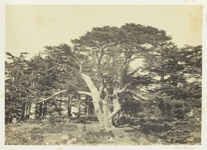 Der größte der Zedern, Berg Libanon, 1857 von Francis Frith