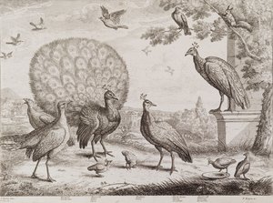 Gruppe von Vögeln mit Pfau von Francis Place