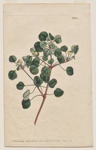 The Botanical Magazine or Flower Garden Displayed: Tafel 883, Euphorbia Petiolaris. Langstielige Wolfsmilch von Francis Sansom