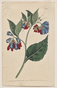 The Botanical Magazine or Flower Garden Displayed: Tafel 929, Symphyum Asperrim. Stachelige Beinwell. [Symphytum asperum] von Francis Sansom