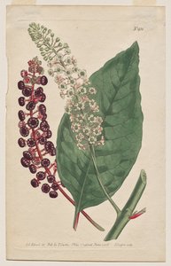 The Botanical Magazine or Flower Garden Displayed: Tafel 931, Phytolacca Decandra. Virginischer Kermesbeere. [Phytolaca Americana] von Francis Sansom
