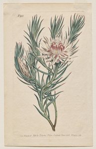 The Botanical Magazine or Flower Garden Displayed: Tafel 933, Protea mucronifolia. Dolchblättrige Protea. [Protea odorata]