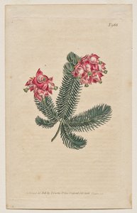 Das Botanische Magazin oder Blumengarten: Tafel 966, Erica Elegans. Elegante Heide [Erica glauca] von Francis Sansom