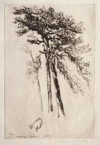 Der neueste Baum, 1882 von Francis Seymour Haden