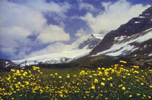 Trollius am Simplonpass von Francis Sydney Smythe