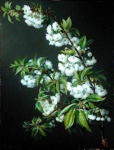 Ein Zweig mit weißen Blüten