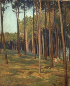 Der rote Pinienwald