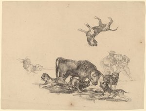 Stier von Hunden angegriffen