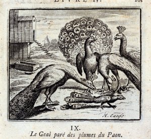 Der Eichelhäher schmückt sich mit Pfauenfedern. Fabeln von Jean de La Fontaine. Illustration von François Chauveau. Ausgabe von 1728. von Francois Chauveau