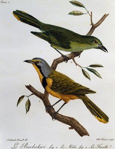Bokmakierie-Buschschrecke (Telophorus zeylonus), Gravur aus Histoire Naturelle des Oiseaux d