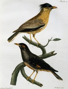 Brahminenstar (Sturnus pagodarum) und darunter Bankmyna (Acridotheres ginginianus), Gravur aus Histoire Naturelle des Oiseaux d