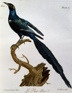 Burchells Glanzstar, Gravur aus Histoire Naturelle des Oiseaux d