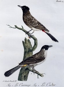 Kap-Bülbül (Pycnonotus capensis) und darunter Garten-Bülbül (Pycnonotus barbatus), Gravur aus Histoire Naturelle des Oiseaux d