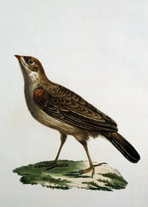 Weiblicher Kuckucksroller, Stich aus Histoire Naturelle des Oiseaux d