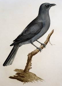 Grauer Kuckucksshrike (Coracina caesia), Gravur aus Histoire Naturelle des Oiseaux d