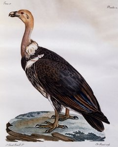 Junger Kapgeier (Gyps coprotheres), Gravur aus Histoire Naturelle des Oiseaux d