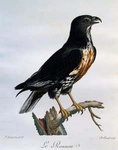 Schakalbussard (Buteo rufofuscus), Stich aus Histoire Naturelle des Oiseaux d