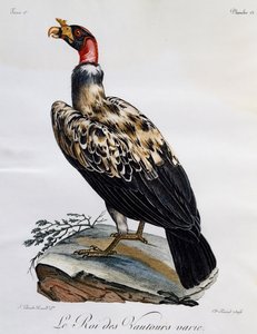 Königsgeier (Sarcoramphus papa), Gravur aus Histoire Naturelle des Oiseaux d
