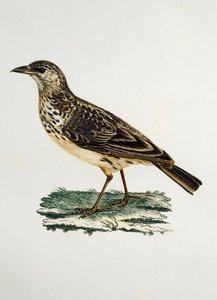 Dickschnabellerche (Galerida magnirostris), Gravur aus Histoire Naturelle des Oiseaux d