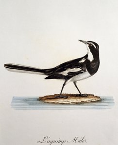 Männliche Afrikanische Bachstelze (Motacilla aguimp), Gravur aus Histoire Naturelle des Oiseaux d