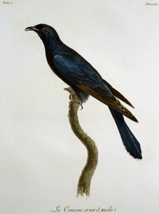 Männlicher Schwarzkuckuck (Cuculus clamosus), Gravur aus Histoire Naturelle des Oiseaux d